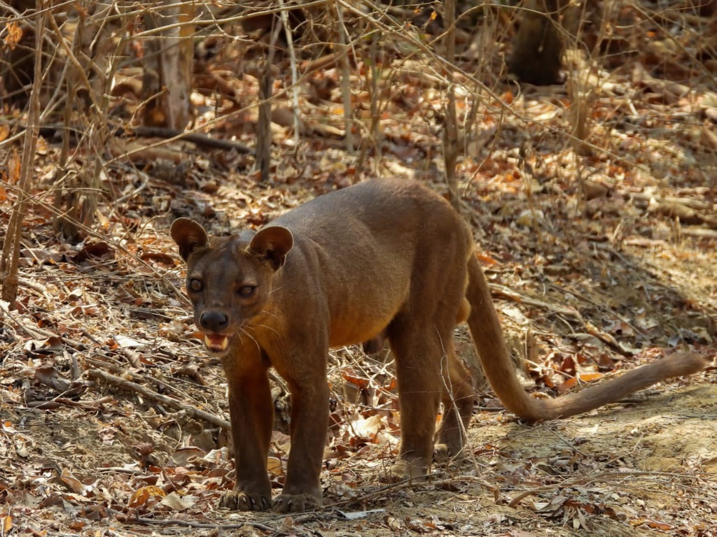 Cryptoprocta Ferox (Fossa)