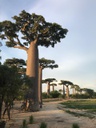 L'allée des baobabs