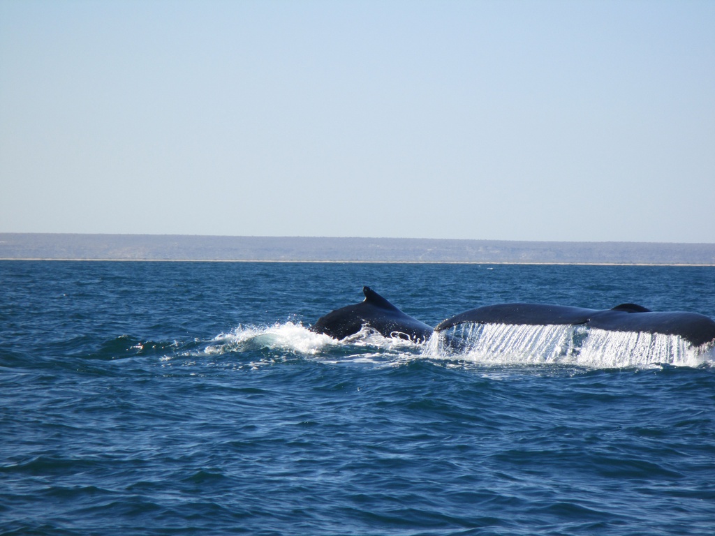 Safari Baleines : une rencontre exceptionnelle en mer