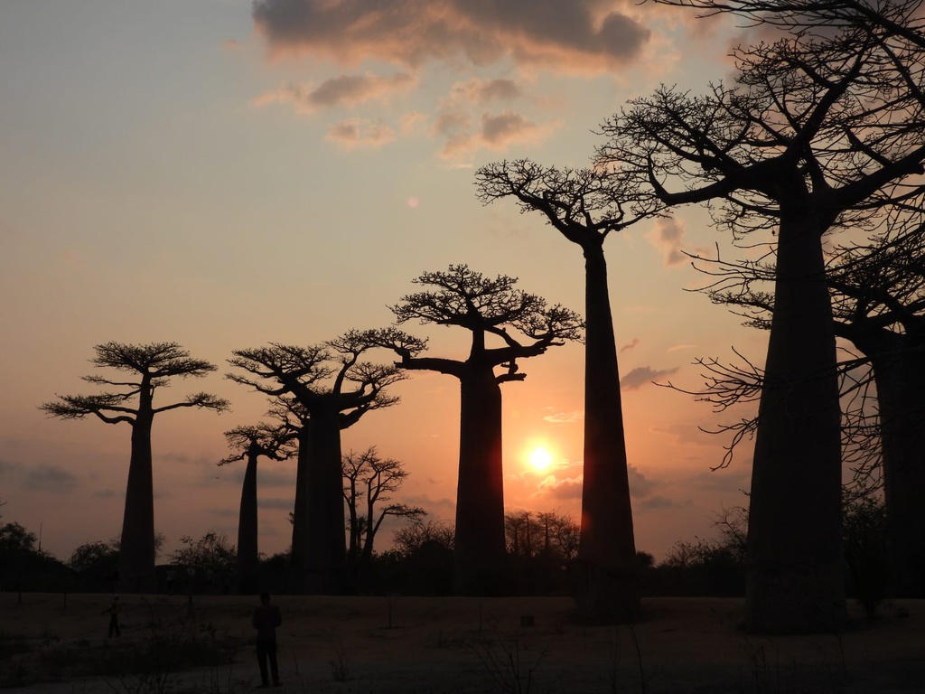 Morondava: Discovering the Bemaraha National Park